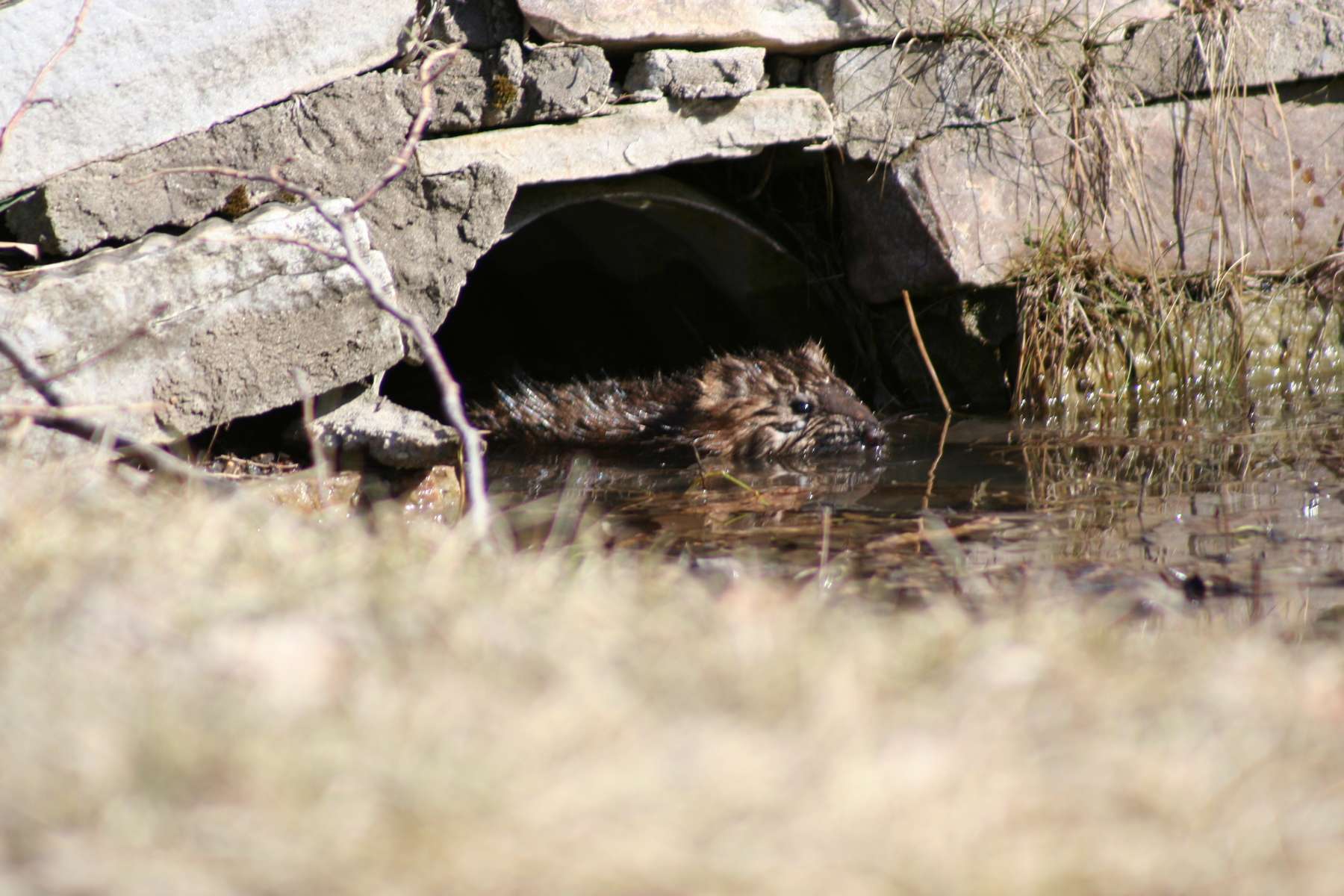Rat musqué (Ondatra zibethicus) en train de nager Rat musqué (Ondatra zibethicus) en train de nager