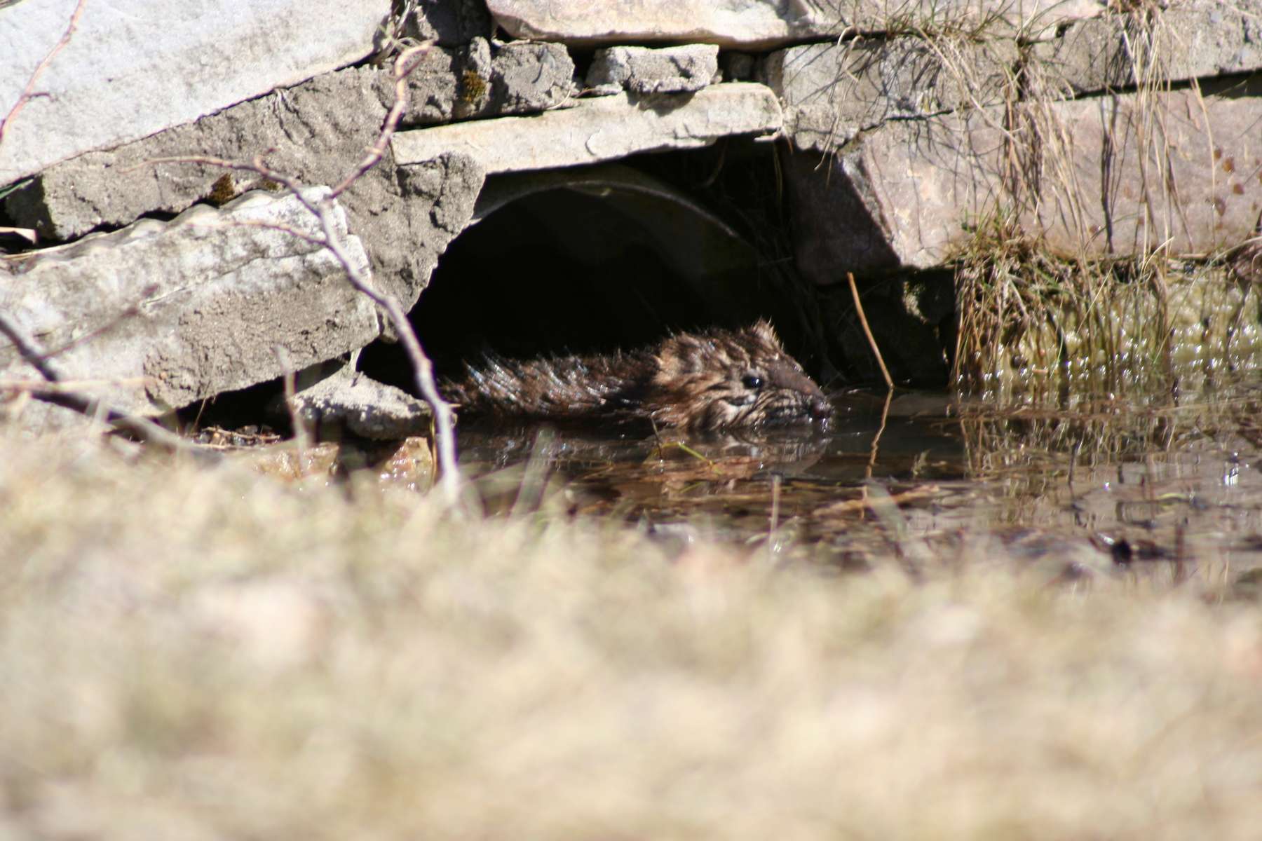 Rat musqué (Ondatra zibethicus) en train de nager