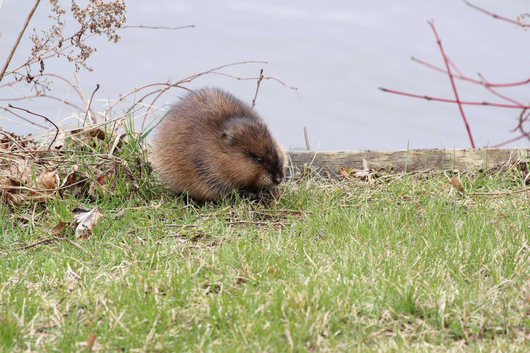 Rat musqué (Ondatra zibethicus) Rat musqué (Ondatra zibethicus)