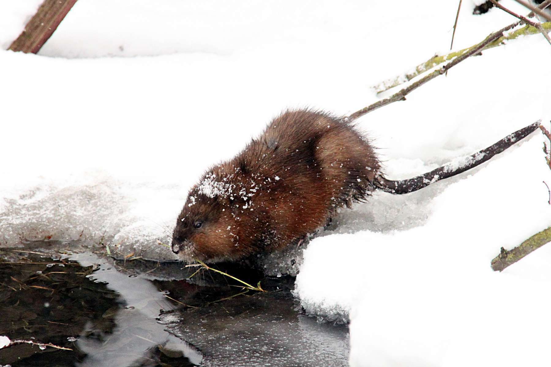 Rat musqué (Ondatra zibethicus) Rat musqué (Ondatra zibethicus)