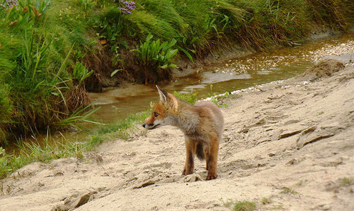 Jeune renard roux (Crédit: Stéphanie Ritz)