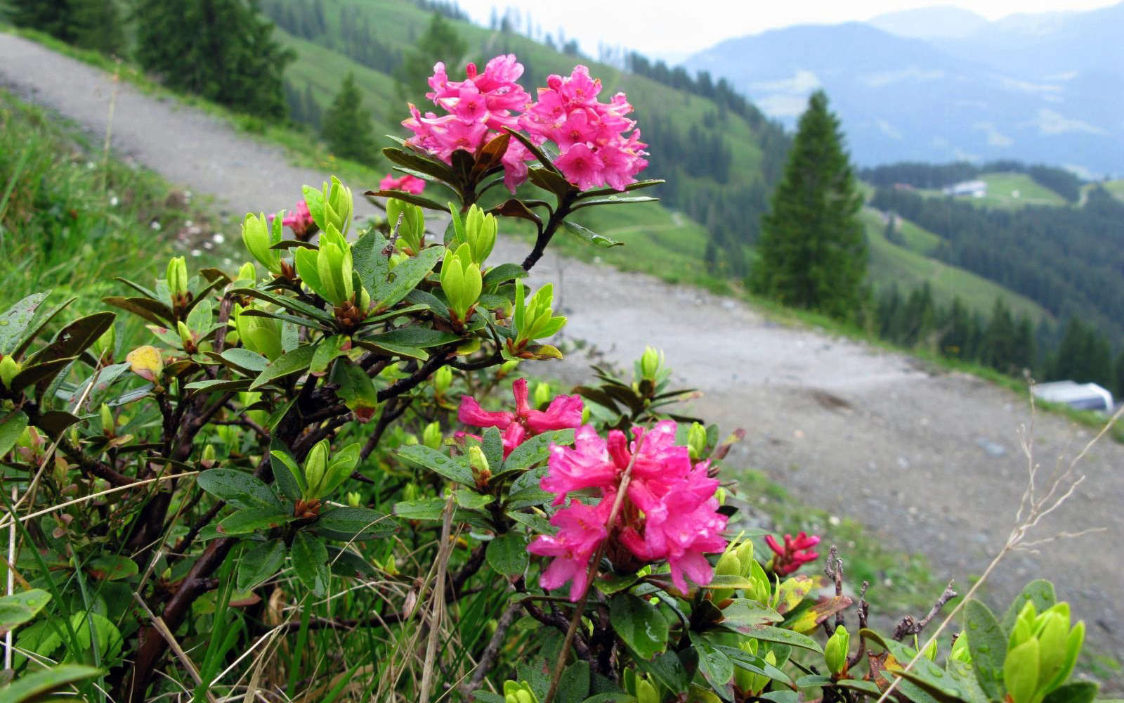 Rhododendron ferrugineux (Crédits : Col Ford and Natasha de Vere - Flickr)
