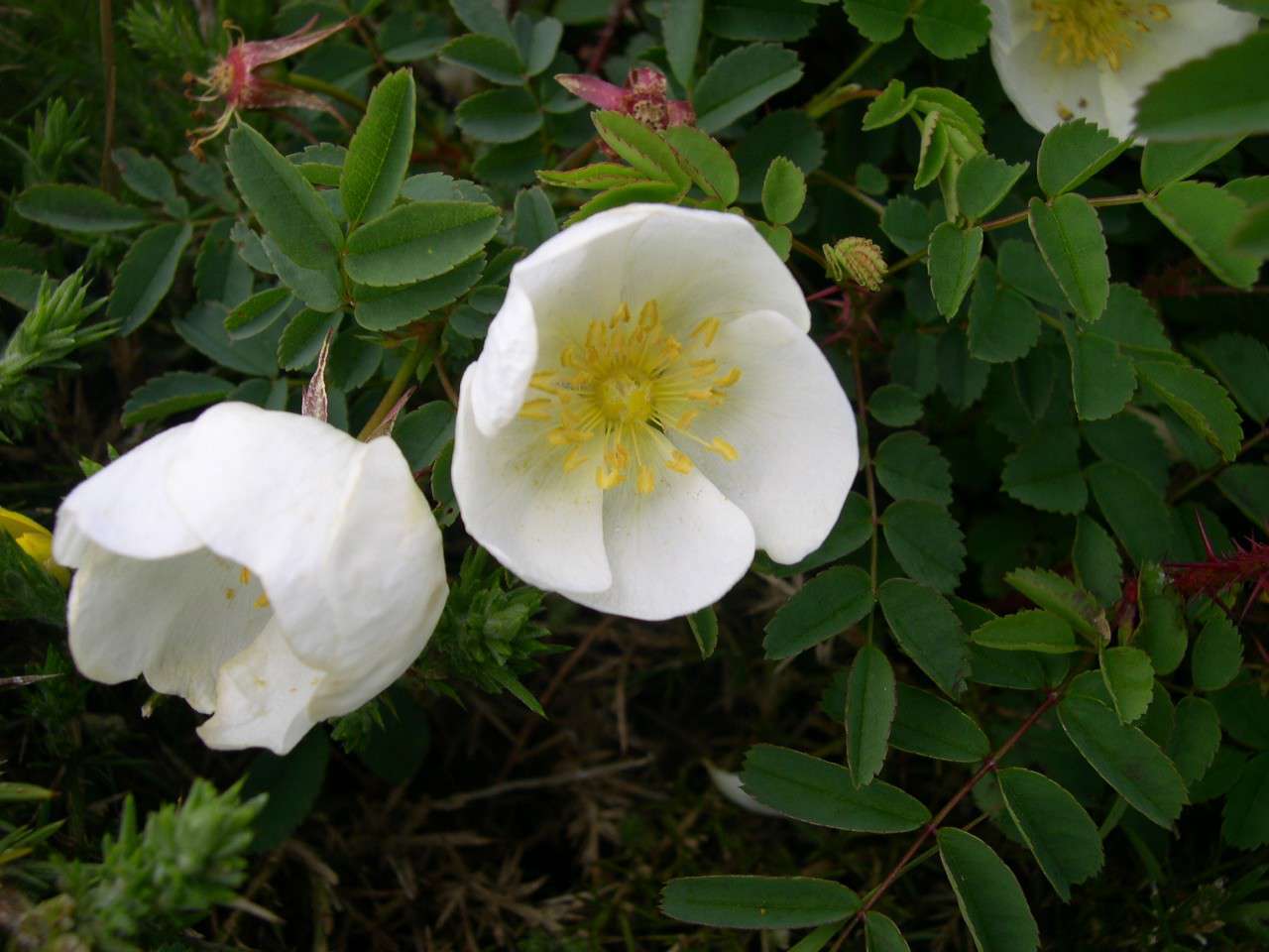 Rose pimprenelle (Crédit : photothèque Bretagne Vivante)