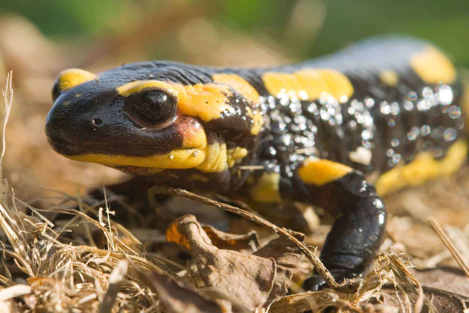 Salamandre tachetée - Crédit : EHolder