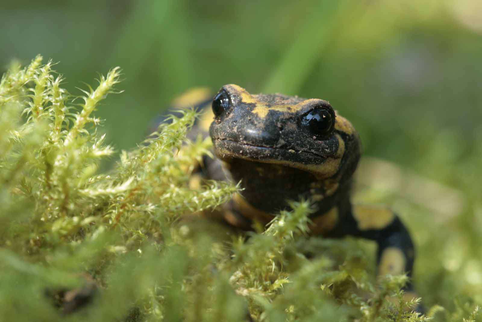 Salamandre tachetée - Crédit : EHolder