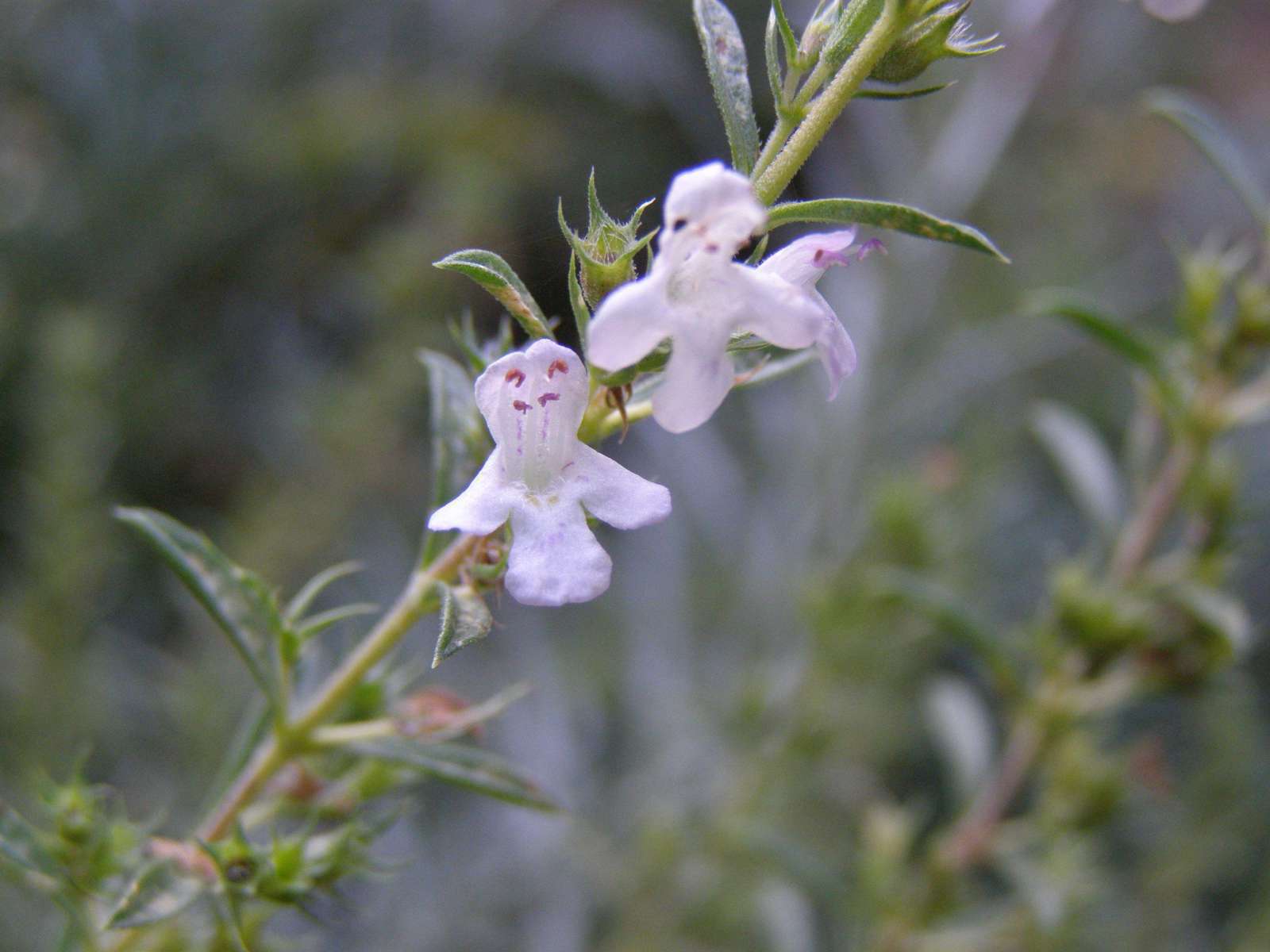 Satureja montana fleur estivale (Crédit : Elian)