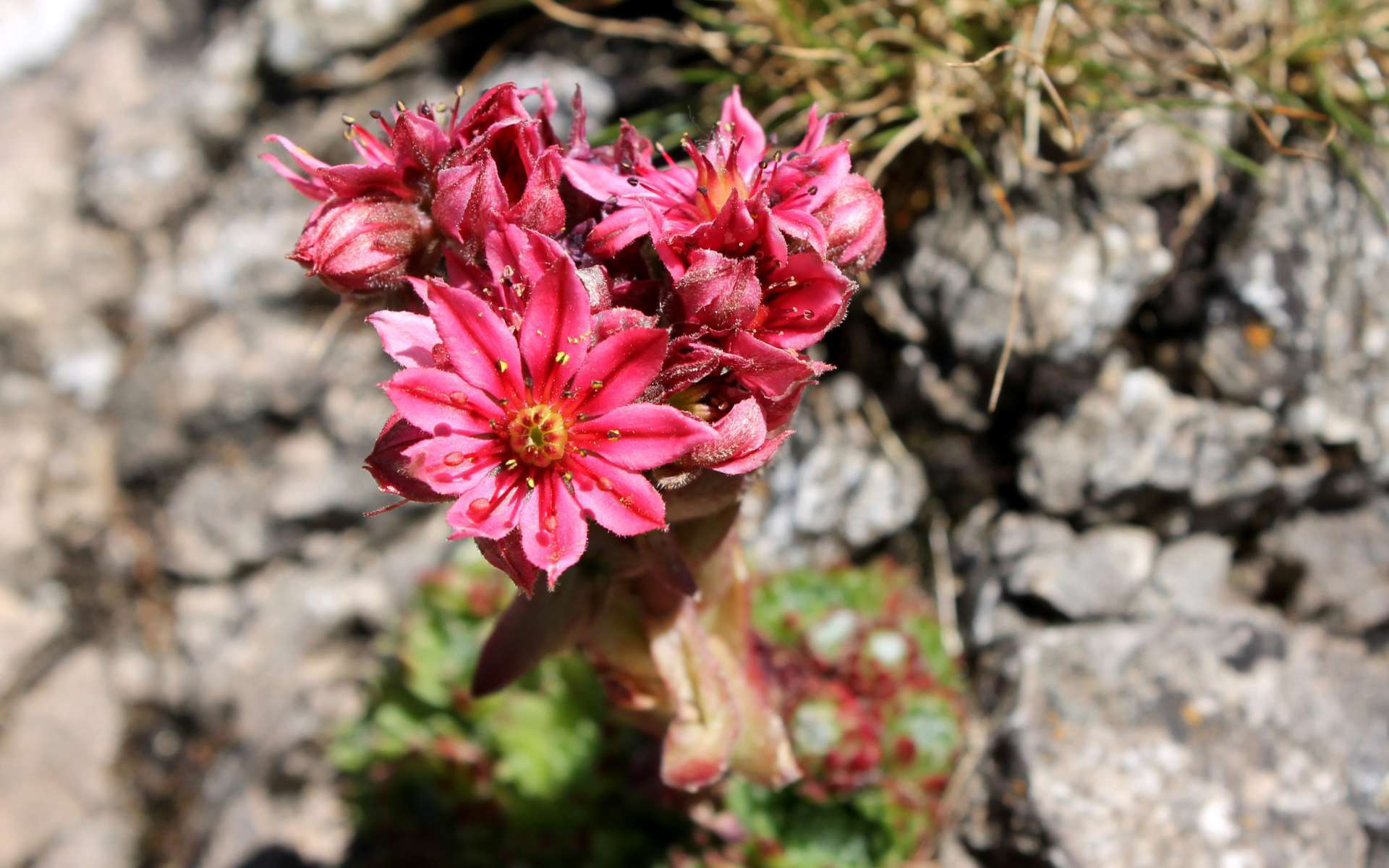 Joubarbe aranéeuse - fleurs (Crédits : Léa Charbonnier)