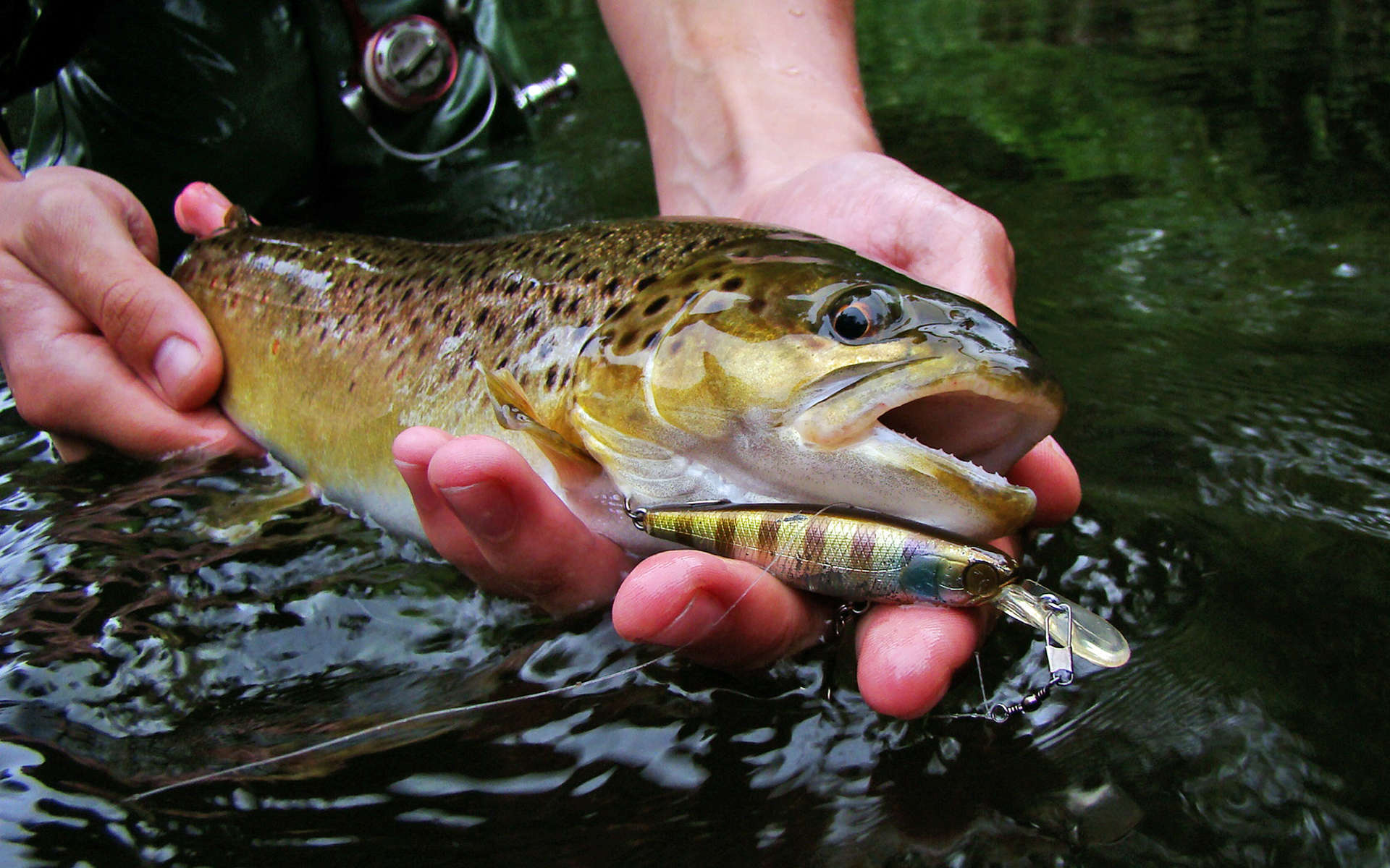 Truite fario dans la main d'un pêcheur (Crédits Illex Squirrel - Flickr)