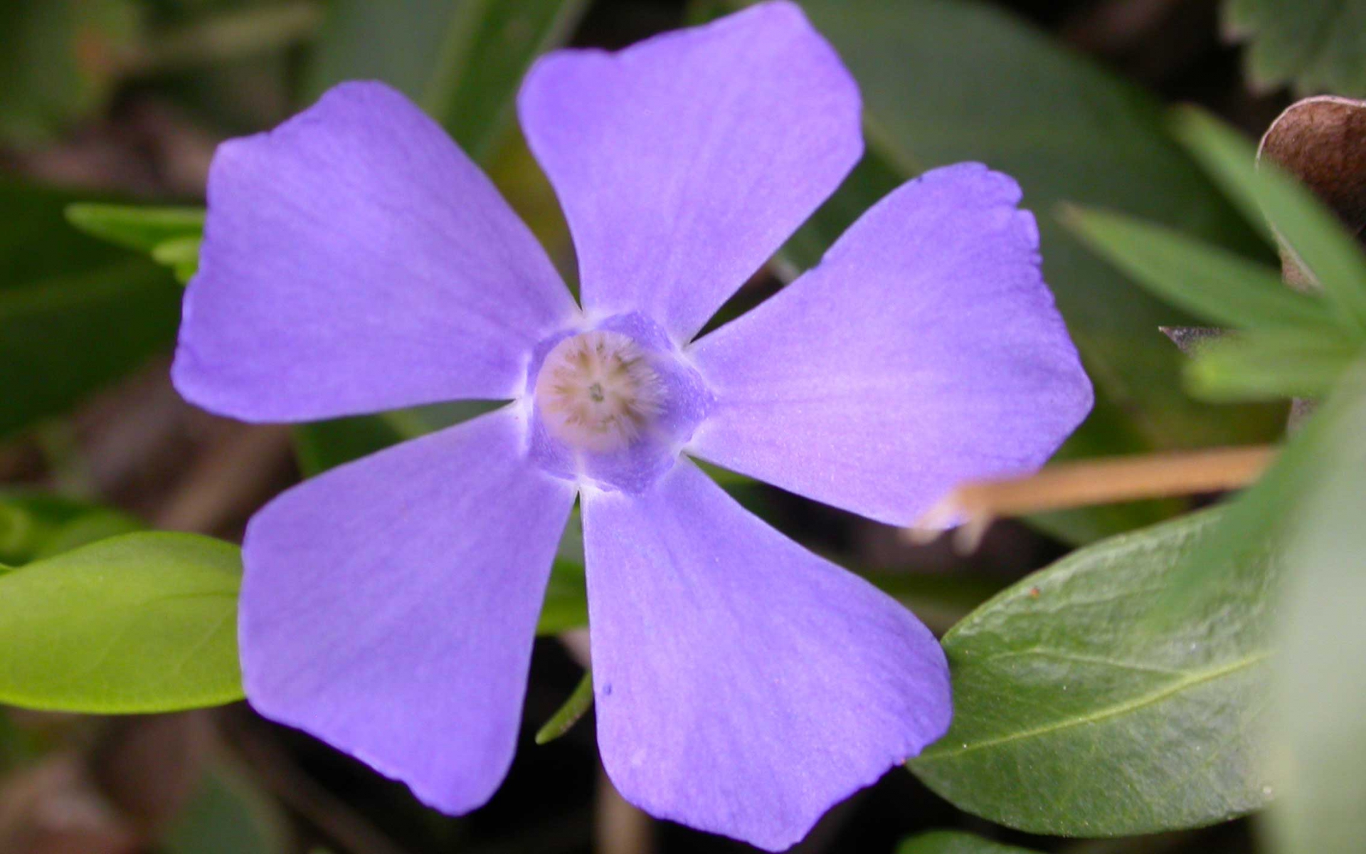 vinca_minor---crédit-CDA vinca_minor---crédit-CDA