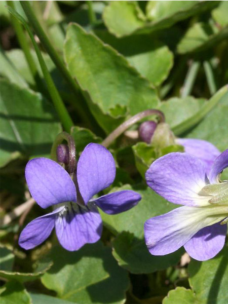 Violette cucullée (Crédits : CTSPM)
