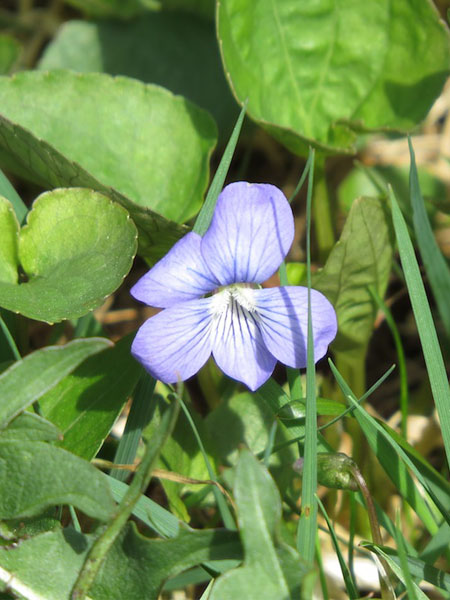 Violette cucullée (Crédits : CTSPM)