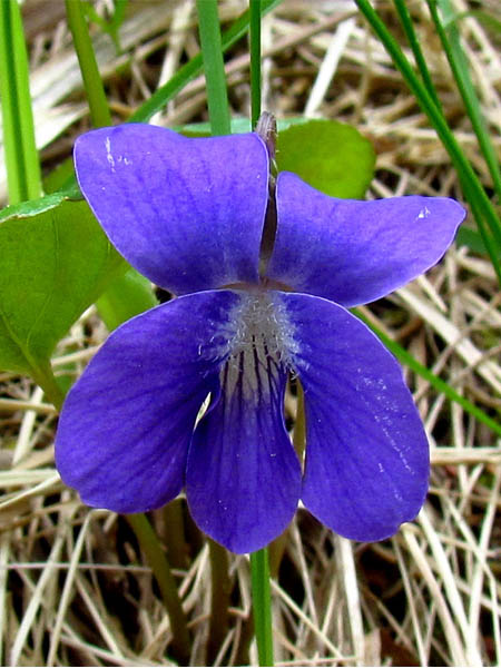 Violette cucullée_MNESPM