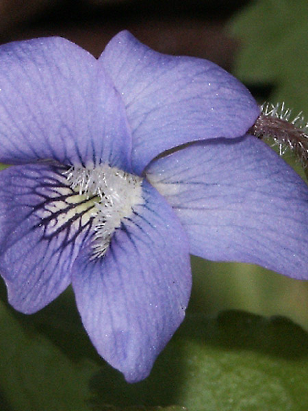 Violette cucullée (Crédits : CTSPM)