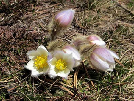 Anemone printanière Crédits Joan Simon
