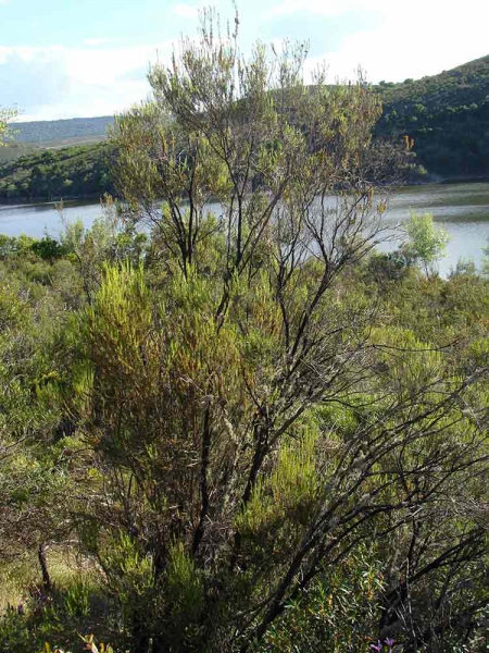 Bruyère à balais (crédit naturalezafrague)