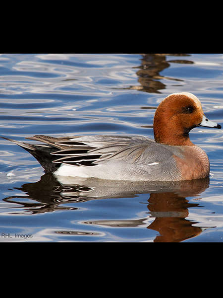 Canard siffleur mâle (Crédits: Aero pixels - flickr)