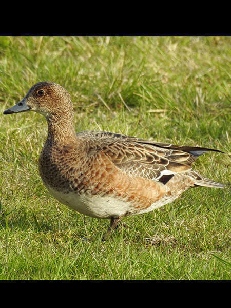 Canard siffleur femelle (Crédits: Asa Berndtsson - flickr)