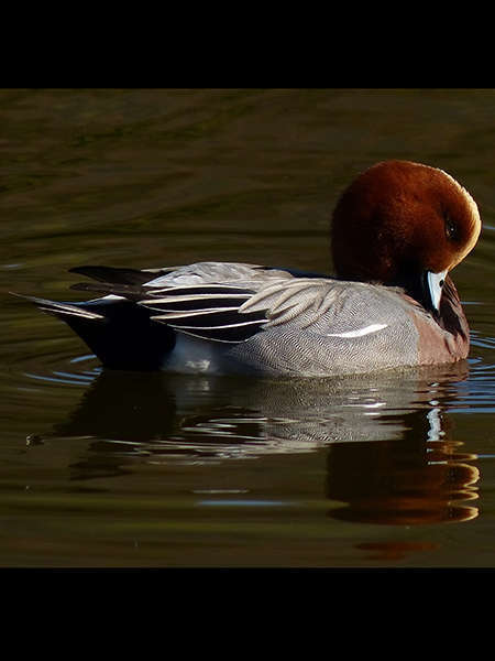 Canard siffleur mâle (Crédits: harum.koh - flickr)