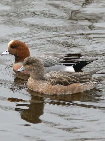 Couple de canard siffleur (Crédits: kuribo - flickr)