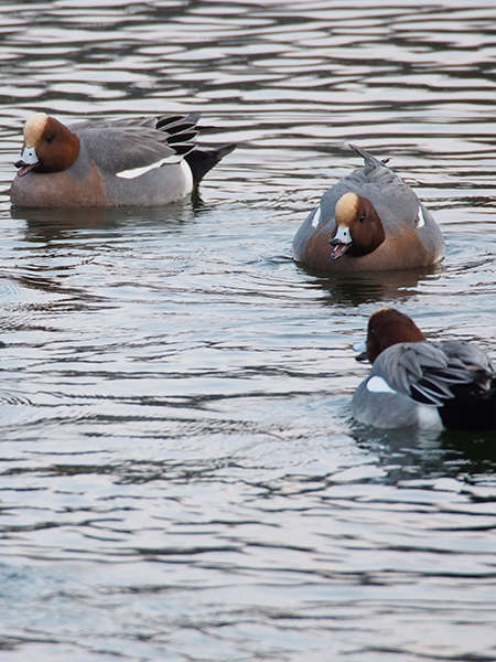 Canard siffleur (Crédits: harum.koh - flickr)
