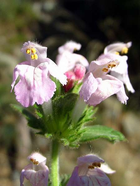 Galeopsis intermédiaire © Flickr, Joan Simon