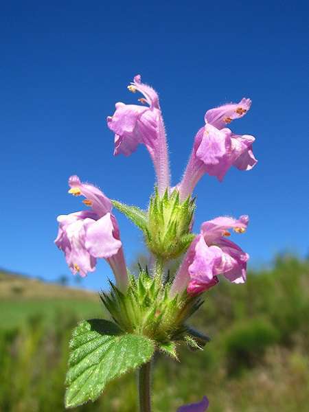 Galeopsis intermédiaire © Flickr, Joan Simon