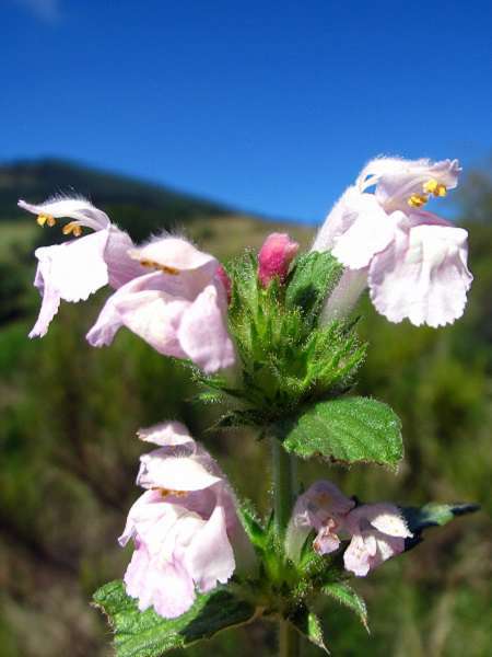 Galeopsis intermédiaire © Flickr, Joan Simon