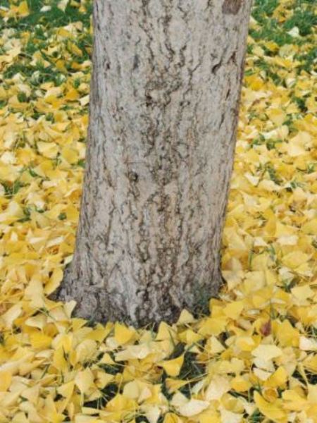 Ginkgo biloba, tronc et feuilles mortes. Crédit: Kern Arneson - Flickr