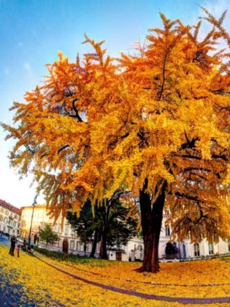 Ginkgo biloba, arbre complet. Crédit: Luca Boldrini - Flickr