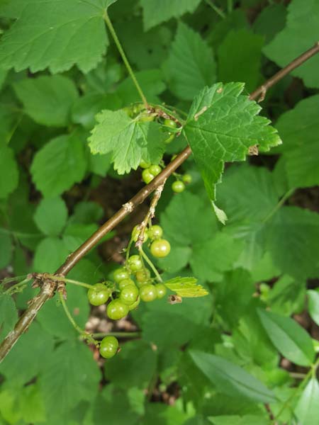Groseillier-à-grappes-crédit-RNN-la-Bassée
