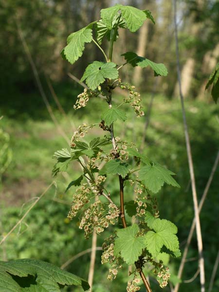 Groseillier-à-grappes-crédit F.Perriat