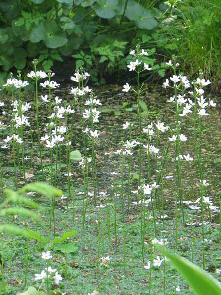 Hottonie-des-marais-crédit-peganum