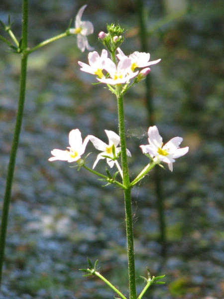 Hottonie-des-marais-crédit-peganum