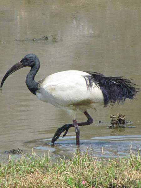 Ibis-sacre---Credit-Flickr-孫鋒-林