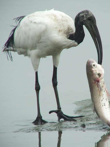 Ibis sacré (Crédits: Charles Lam - flickr)