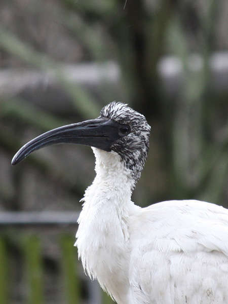 Ibis sacré juvénile (Crédits: Drew Avery)