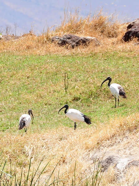 Ibis sacré (Crédits: Vince Smith - flickr)