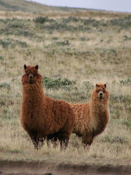 Lama-crédit-André-Barreto-web