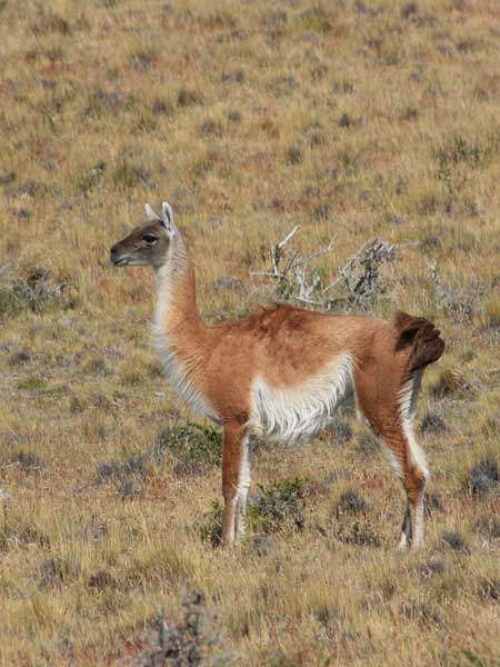 Lama-crédit-André-Barreto-web