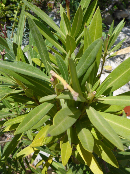 Nerium oleander (crédit: Toulourenc Horizon)