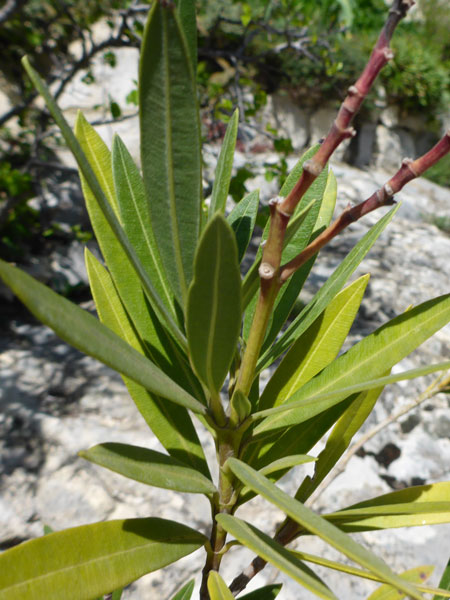 Nerium oleander (crédit: Toulourenc Horizon)
