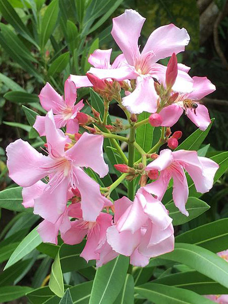 Nerium oleander (crédit: Saga70)