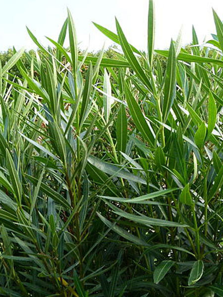 Nerium oleander (crédit: Dinkum)
