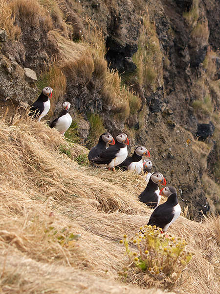 Macareux moine (Crédits: Marco Bellucci - flickr)
