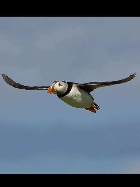 Macareux moine (Crédits: Tony Smith - flickr)