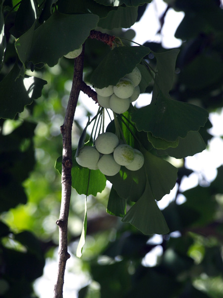 Ginkgo biloba, fruits. Crédit : Juan Carlos Lopez Almansa - Flickr