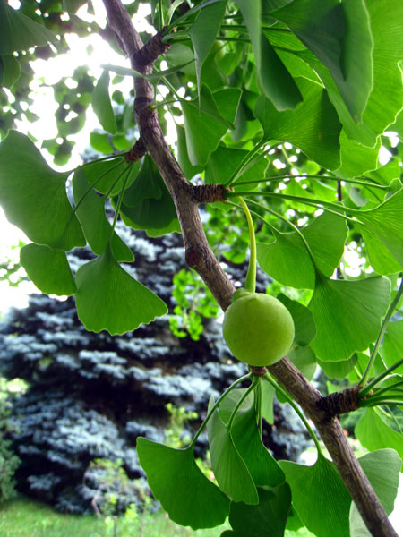 Ginkgo biloba, fruit. Crédit : Solylunafamilia - Flickr