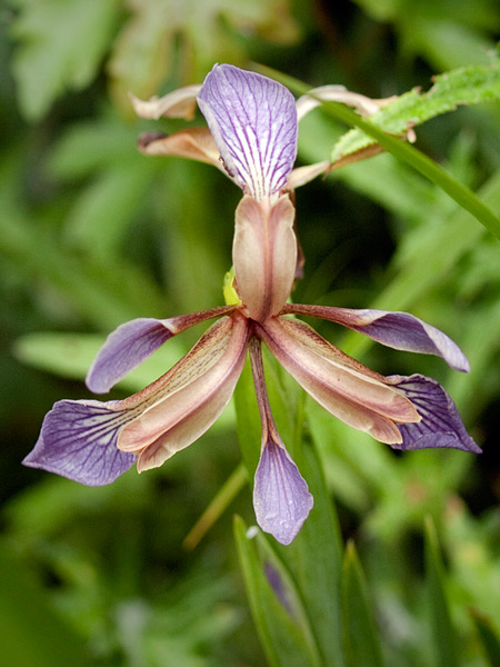 Iris fétide. Crédit : Kentish Plumber - Flickr