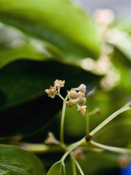 Camphrier, fleurs. Crédit : Shih-Shiuan Kao - Flickr