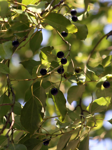 Camphrier, fruit. Crédit : sclereid0309 - Flickr